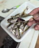 「昨日の釣果🎣」