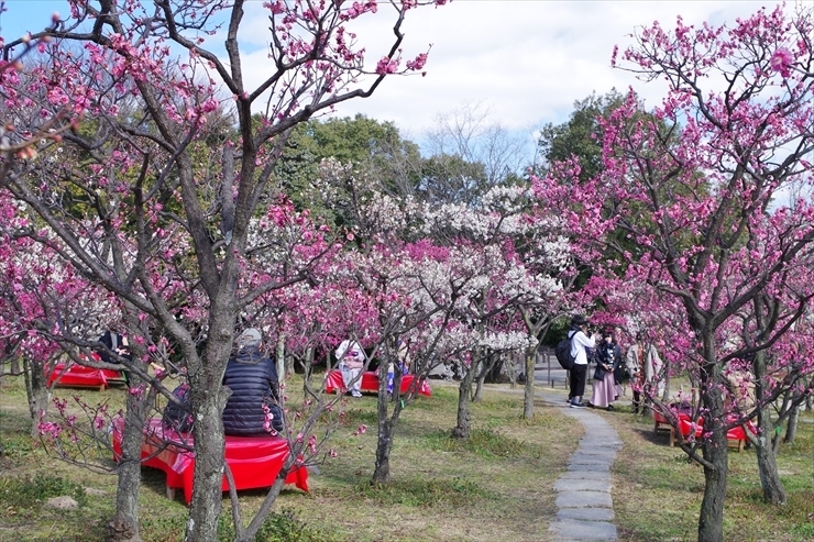 梅小路公園　梅林