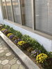 「幸せを振り撒くお花たち」