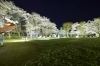 珍しい淡い黄色の桜 遊具あり子ども連れに人気 北村公園 お花見するならここ 米沢市 南陽市 東置賜郡高畠町 東置賜郡川西町の桜特集 まいぷれ 米沢 珍しい淡い黄色の桜 遊具あり子ども連れに人気 北村公園 お花見するならここ 米沢市 南陽市 東置賜郡高畠町 東置賜郡川西町の桜特集 まいぷれ 米沢