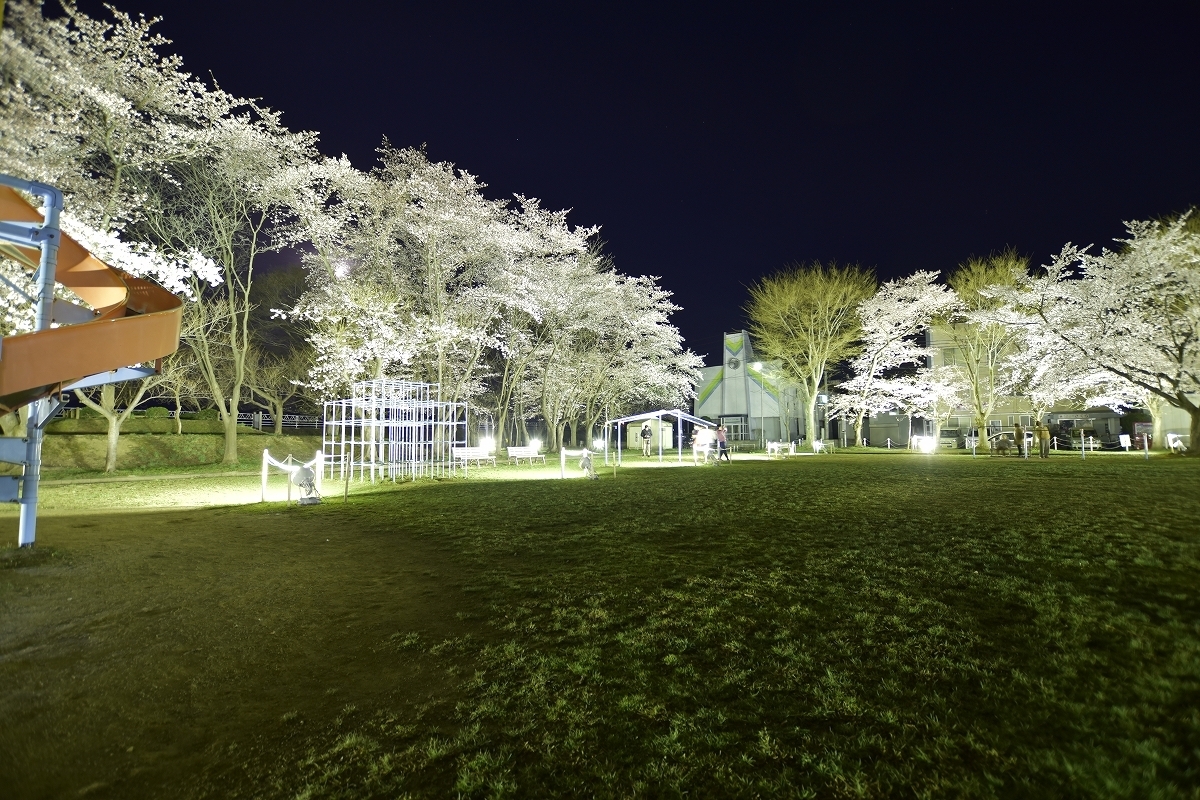 珍しい淡い黄色の桜 遊具あり子ども連れに人気 北村公園 お花見するならここ 米沢市 南陽市 東置賜郡高畠町 東置賜郡川西町の桜特集 まいぷれ 米沢 珍しい淡い黄色の桜 遊具あり子ども連れに人気 北村公園 お花見するならここ 米沢市 南陽市 東置賜郡高畠町 東置賜郡川西町の桜特集 まいぷれ 米沢