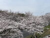 「『名張桜まつり』が開催されました🌸」