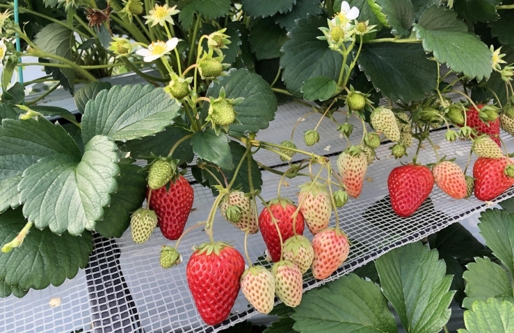 バイオファーム 観光いちご狩り農園 いちごの森 佐世保のおすすめスポット まいぷれ 佐世保 バイオファーム 観光いちご狩り農園 いちごの森 佐世保のおすすめスポット まいぷれ 佐世保