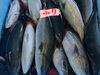 大量のブリが水揚げされてます🐟「ブリ丼」