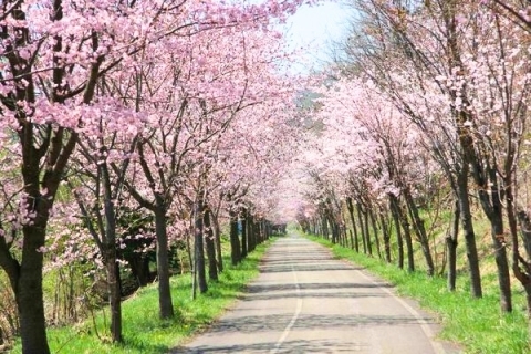 桜並木のサイクリングロード｜歌志内市