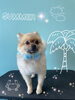 「可愛い子ちゃん♡ Dog salon mofu mofu 余市町」