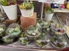 水やりラクチンな可愛い多肉植物が新入荷 可愛い多肉 サボテンで癒されませんか 三次花壇 十日市店のニュース まいぷれ 三次市