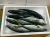 「本日鮮魚入荷してまーす。[岩牡蠣は７月から販売致します。]」