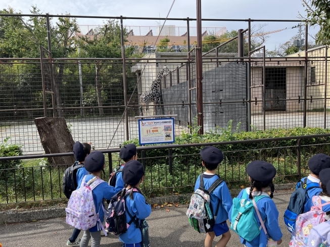 王子動物園でキリンを見る年長組「秋の遠足！」