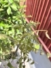 カレーリーフ「【レストランスペラーレ】新芽が出て来ました🌱」