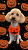 「Dog salon mofu mofu　余市町」