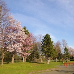発寒西陵公園の桜