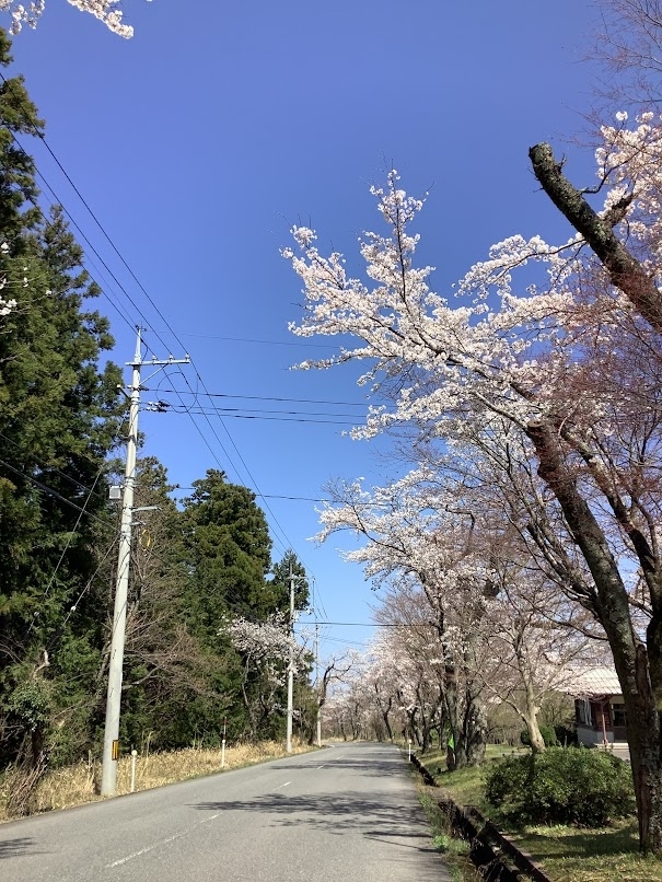 萩原の桜並木  大山町羽田井