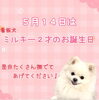 「ココアスドッグフェス出店♪」