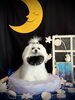 ひなちゃん「お月さまとわんこ🌛」