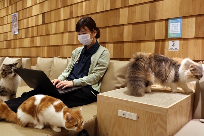 1日中楽しめる 猫カフェmocha モカ 宮崎橘通店 まいぷれ 宮崎 1日中楽しめる 猫カフェmocha モカ 宮崎橘通店 まいぷれ 宮崎