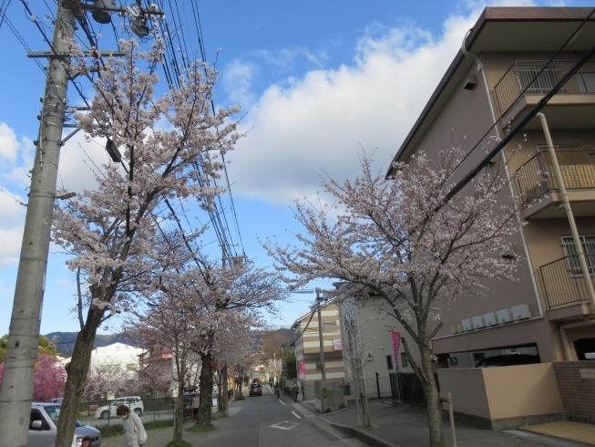 今が見頃です「多田桜木の並木道」