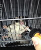 「脱走犯！！」