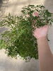 「今日の植物」