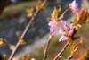 土手に昨年近所の方が植えてくださった河津桜の幼木は可愛いピンクの版を付けています。「一足早く桜咲く」