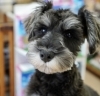 シュナウザー「子犬のご紹介(^^♪」