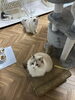 王子様とお姫様「7月ご利用ペットシッター キャットホテル【札幌 北区 上篠路 catbeard キャットビヤード⠀】」