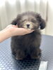 これからカットだよ〜「サロン・デビュー」
