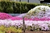 丹精込めて育て上げてこられた芝桜のコントラスト「白井のまちに富士山！芝桜が満開！」