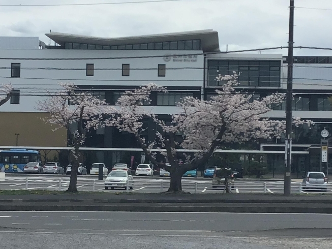 シャディホームハタヤからみた市役所の桜3／27「お花見前にシャディに寄ってください！美味しい大福・おかきあります！」