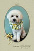 「Dog salon mofu mofu　余市町」