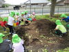 腐葉土がた～くさん「カブトムシの幼虫✨」