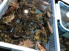 「魚魚市場鮮魚コーナーおすすめは「うちわエビ」です♪」