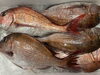 「本日鮮魚入荷してまーす。[岩牡蠣は７月から販売致します。]」