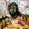 ダックス　シャンプー＋部分カット「🐶ダックス、ミックス犬、トリミングのお友達🌸」