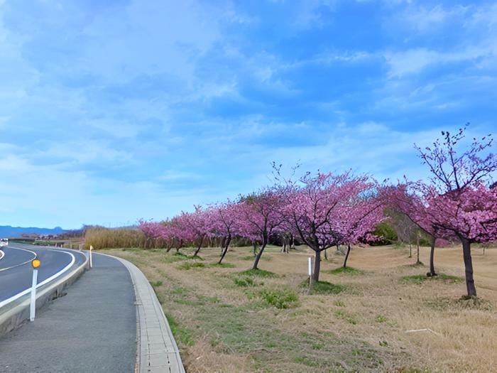 松江市八束町千本桜記念公園
