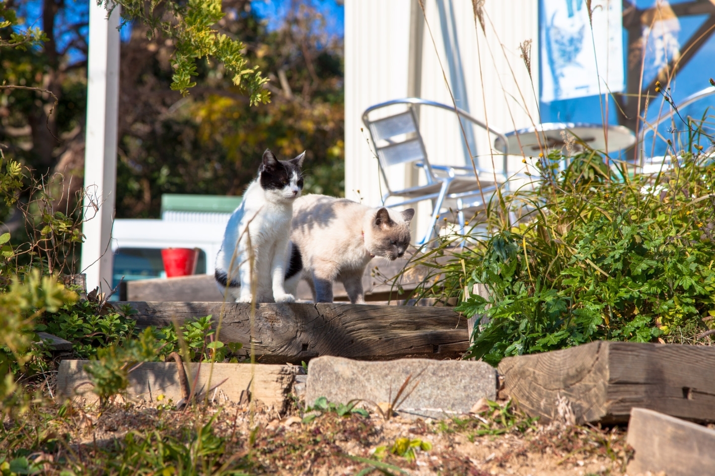 猫好きにはたまらない島。それが佐久島！