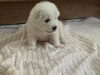 サモエドブリーダー札幌市ノルディカエマリス ケネル「サモエド子犬産まれました【サモエドブリーダー札幌市北区　ノルディカエマリス ケネルcatbeard】」