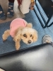 ピンクの服がお気に入り「マスコット犬のさくらです【塾、大在、個別指導、小学生、中学生、高校生】」