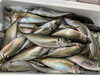 「鮮魚入荷致しました。[岩牡蠣は７月から販売致します。]」