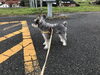 河川敷での愛犬です。「秋晴れで…」