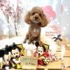 トイプードル　カット「🐶シュナウザー、トイプードル、トリミングのお友達🌸」