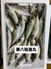 鯵「10時から岩牡蠣販売致します」