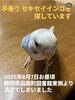 「手乗りセキセイインコ「はる」ちゃんを探しています」