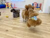 くまくん　いつものように浮いてます😆「ましゅまろ幼稚園🐾パート１」