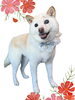 「Dog salon mofu mofu　余市町」