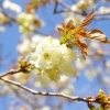 札幌で楽しむ桜名所・お花見スポット巡り