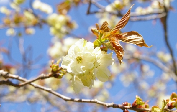 札幌で楽しむ桜名所・お花見スポット巡り