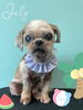 「お友達 ♡ Dog salon mofu mofu 余市町」