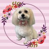 「Dog salon mofu mofu　余市町」
