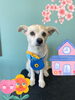 「Dog salon mofu mofu 余市町」